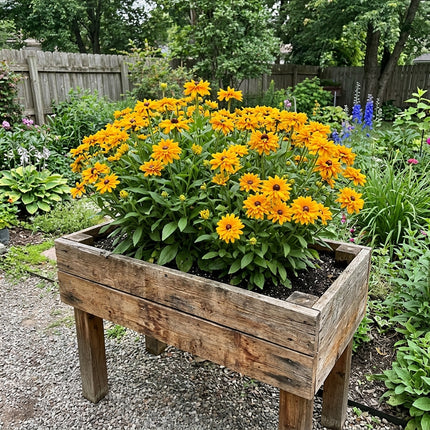 Fresh 300 Double Gold Black Eyed Susan Seeds for Home Gardening - Vibrant Floral Display, for Garden Borders, Outdoor Patio Decor