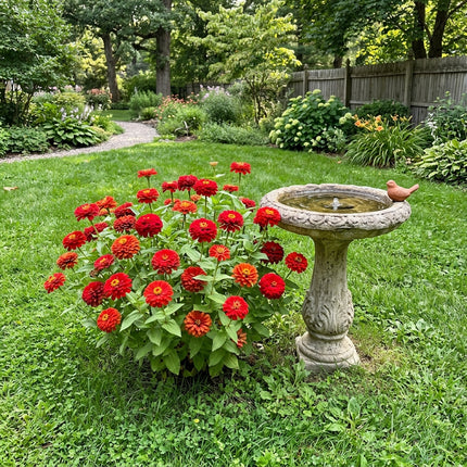 100 Count Dahlia Red Zinnia Seeds - Premium Heirloom Seeds, for Planting, Cut Flower Arrangements