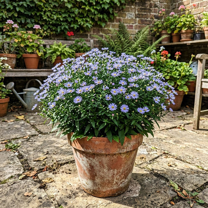 50 Count Dwarf Blue Aster Seeds - Beginner Friendly Planting, Nature Inspired Landscape, Vibrant Floral Display