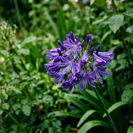 Magnificent 50 African Lily Flower Seeds, Deep Purple - Fast Growing, Nature Inspired Landscape, Long Lasting Patio Blooms