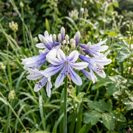 50 Count Bicolor White African Lily Seeds - Beginner Friendly Planting, Easy to Grow, Beautiful Perennial Flowers