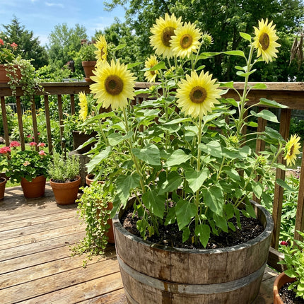 Elegant 100 Sunflower Flower Seeds, Lemon Queen - Fast Growing, Nature Inspired Landscape, Beginner Friendly Planting