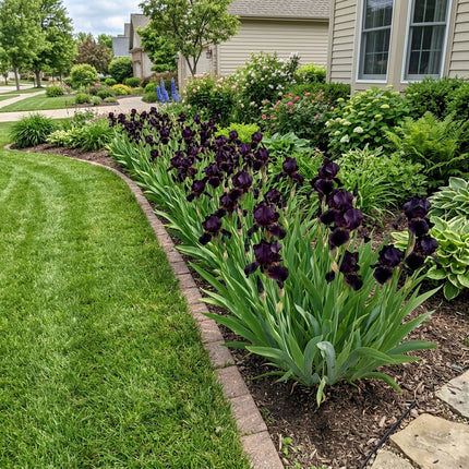 50 Count Black Iris Seeds - for Garden Borders, for Planting, Beautiful Perennial Flowers