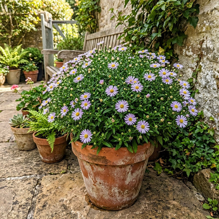 50 Count Striped Aster Seeds - for Garden Borders, Easy to Grow, Fast Growing