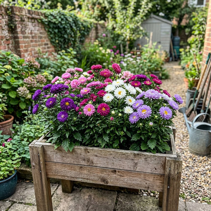 Fresh 50 Double Mixed Aster Seeds for Home Gardening - Beautiful Perennial Flowers, Beginner Friendly Planting, Nature Inspired Landscape