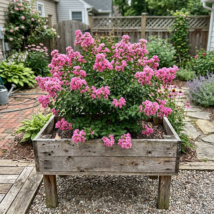 100 Count Dwarf Pink Crape Myrtle Seeds - for Garden Borders, for Home Garden, Vibrant Floral Display