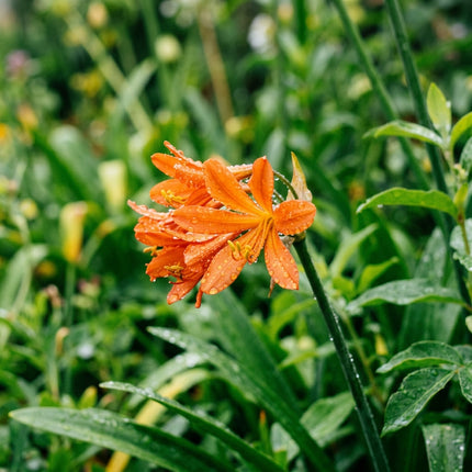 Fresh 50 Orange African Lily Seeds for Home Gardening - Vibrant Floral Display, Premium Heirloom Seeds, for Home Garden