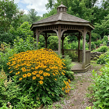 Fresh 300 Classic Gold Black Eyed Susan Seeds for Home Gardening - Fast Growing, Long Lasting Patio Blooms, for Home Garden