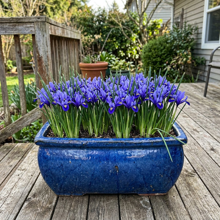 Fresh 50 Dwarf Blue Iris Seeds for Home Gardening - Beautiful Perennial Flowers, Beginner Friendly Planting, Nature Inspired Landscape