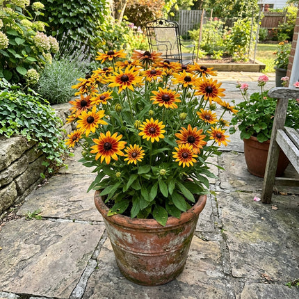Fresh 300 Starburst Black Eyed Susan Seeds for Home Gardening - Cut Flower Arrangements, Premium Heirloom Seeds, Heirloom Floral Blooms