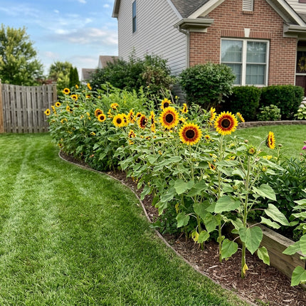 100 Ring Of Fire Sunflower Seeds Easy to Grow - Premium Heirloom Seeds, Fast Growing