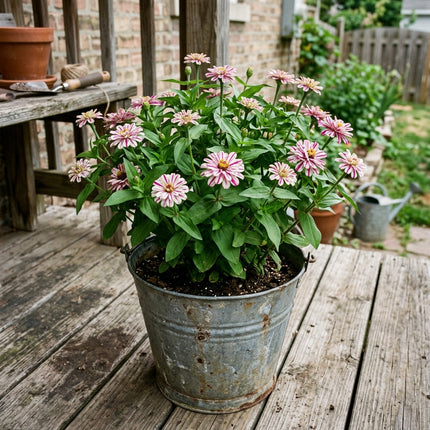 100 Count Peppermint Zinnia Seeds - for Garden Borders, Nature Inspired Landscape, Vibrant Floral Display