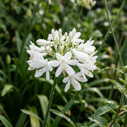 Fresh 50 White African Lily Seeds for Home Gardening - Vibrant Floral Display, Beginner Friendly Planting, for Home Garden