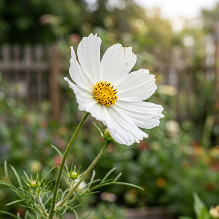 100 White Cosmos Seeds for Planting - Premium Heirloom White Cosmos Seeds for Home Garden Blooms