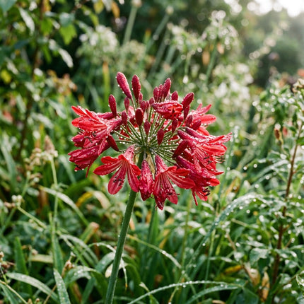 Lush 50 African Lily Flower Seeds, Red - Drought Tolerant, Heirloom Floral Blooms, for Garden Borders