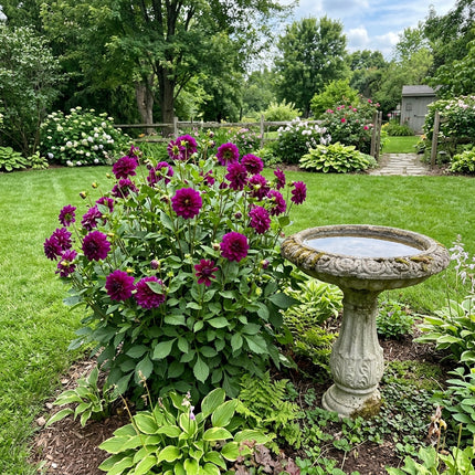 50 Count Purple Dahlia Seeds - Beginner Friendly Planting, Nature Inspired Landscape, Cut Flower Arrangements