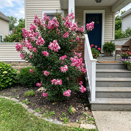 100 Bicolor Pink Crape Myrtle Seeds for Home Garden - Long Lasting Patio Blooms, Cut Flower Arrangements