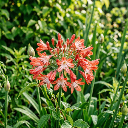 50 Count Bicolor Red African Lily Seeds - Long Lasting Patio Blooms, for Home Garden, Beautiful Perennial Flowers
