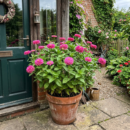 100 Count Giant Pink Zinnia Seeds - Beginner Friendly Planting, Heirloom Floral Blooms, Beautiful Perennial Flowers