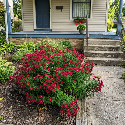 Beautiful 50 Aster Flower Seeds, Crimson - Drought Tolerant, for Home Garden, for Garden Borders