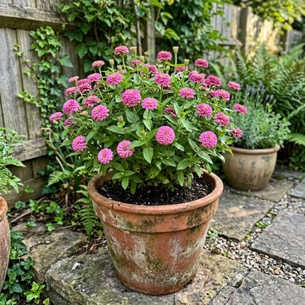 100 Pompon Pink Zinnia Seeds Nature Inspired Landscape - Beginner Friendly Planting, Fast Growing