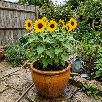 Elegant 100 Sunflower Flower Seeds, Suntastic - Cut Flower Arrangements, for Planting, for Garden Borders