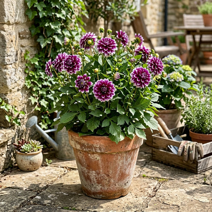 Vibrant 50 Dahlia Flower Seeds, Bicolor Purple - Beautiful Perennial Flowers, for Home Garden, Premium Heirloom Seeds