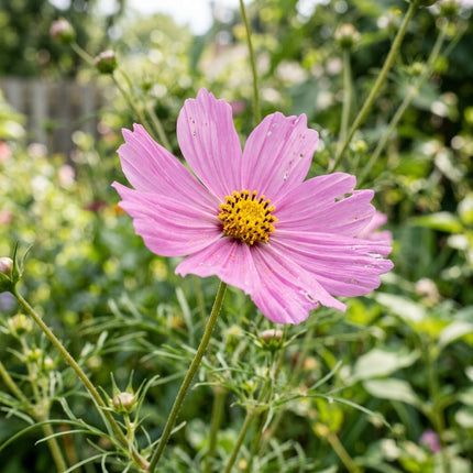100 Pink Cosmos Seeds for Planting - Premium Heirloom Pink Cosmos Seeds for Home Garden Blooms