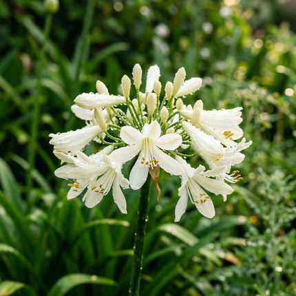 50 Count Cream African Lily Seeds - Long Lasting Patio Blooms, for Home Garden, Fast Growing
