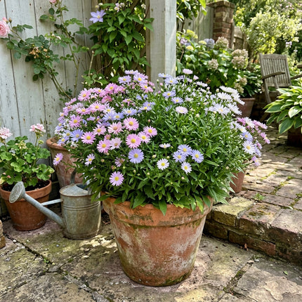 Vibrant 50 Aster Flower Seeds, Pastel Mixed - Cut Flower Arrangements, Heirloom Floral Blooms, Stunning Yard Decor