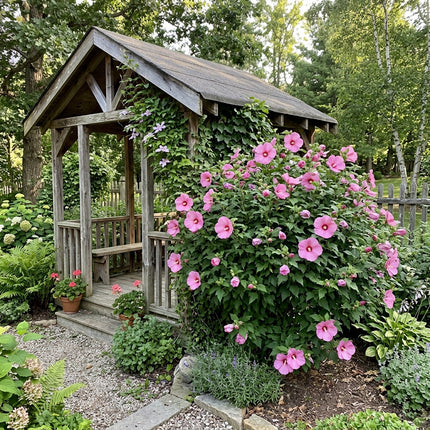 Radiant 100 Hibiscus Flower Seeds, Hardy Pink - Cut Flower Arrangements, Outdoor Patio Decor, for Garden Borders