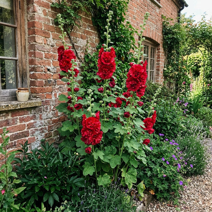100 Double Red Hollyhock Seeds Outdoor Patio Decor - Stunning Yard Decor, Beautiful Perennial Flowers