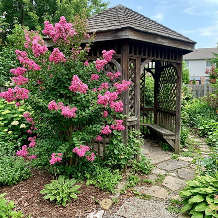 100 Pink Crape Myrtle Seeds for Home Garden - for Garden Borders, Beautiful Perennial Flowers