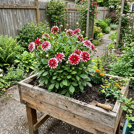 50 Count Bicolor Red Dahlia Seeds - Stunning Yard Decor, Easy to Grow, Cut Flower Arrangements