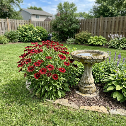 Fresh 300 Cherry Red Black Eyed Susan Seeds for Home Gardening - Beautiful Perennial Flowers, Stunning Yard Decor, for Planting