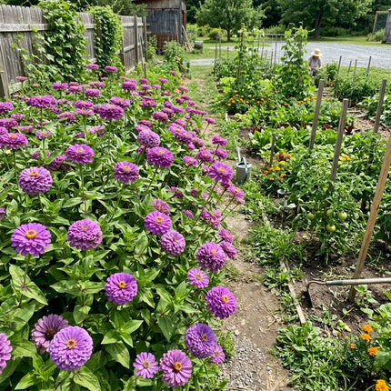 100 Magenta Zinnia Seeds Easy to Grow - Long Lasting Patio Blooms, Cut Flower Arrangements