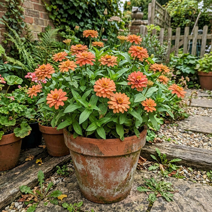 Vibrant 100 Zinnia Flower Seeds, Peach - Fast Growing, Outdoor Patio Decor, Long Lasting Patio Blooms