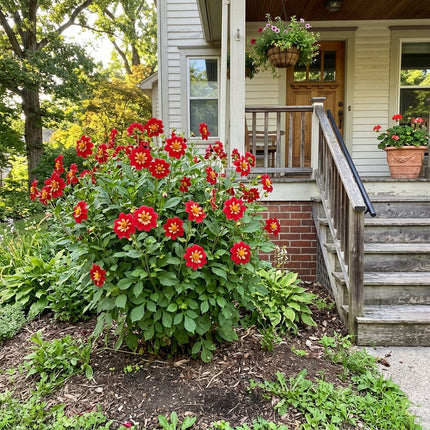 50 Collarette Red Dahlia Seeds for Planting - Beginner Friendly Planting, Cut Flower Arrangements