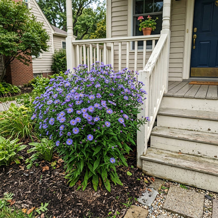 50 Count Blue Aster Seeds - Beginner Friendly Planting, for Planting, Beautiful Perennial Flowers