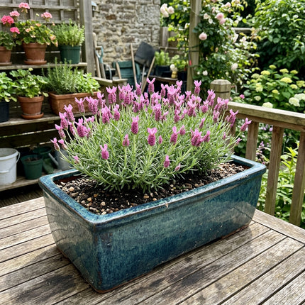 1200 Pink Lavender Seeds Nature Inspired Landscape - Beginner Friendly Planting, Cut Flower Arrangements