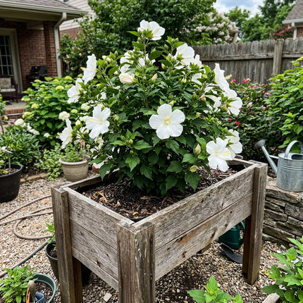 Striking 100 Hibiscus Flower Seeds, White - Beautiful Perennial Flowers, Heirloom Floral Blooms, Stunning Yard Decor