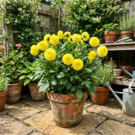 Fresh 50 Pompon Yellow Dahlia Seeds for Home Gardening - Drought Tolerant, Stunning Yard Decor, Heirloom Floral Blooms