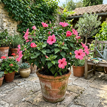 100 Count Pink Hibiscus Seeds - Long Lasting Patio Blooms, Nature Inspired Landscape, Cut Flower Arrangements