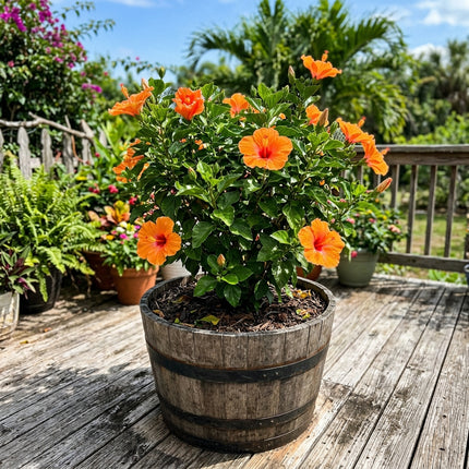 100 Count Tropical Orange Hibiscus Seeds - Premium Heirloom Seeds, Outdoor Patio Decor, Drought Tolerant