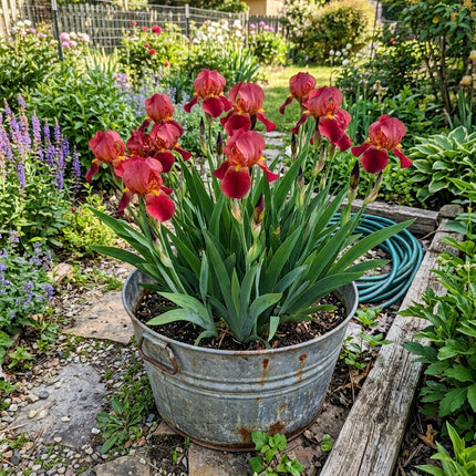 50 Red Iris Seeds Heirloom Floral Blooms - Stunning Yard Decor, Vibrant Floral Display