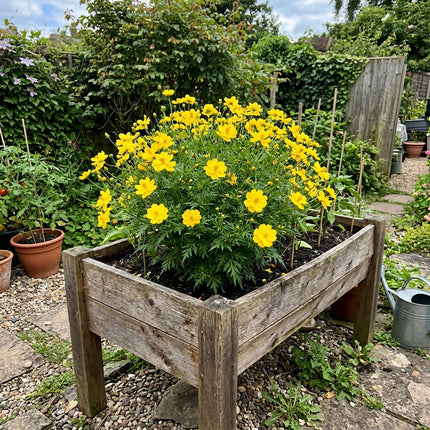 Exquisite 100 Cosmos Flower Seeds, Yellow - Drought Tolerant, for Planting, Long Lasting Patio Blooms