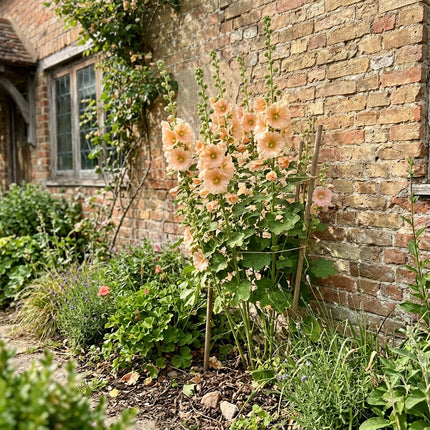 Fresh 100 Peach Hollyhock Seeds for Home Gardening - Beautiful Perennial Flowers, for Garden Borders, for Home Garden