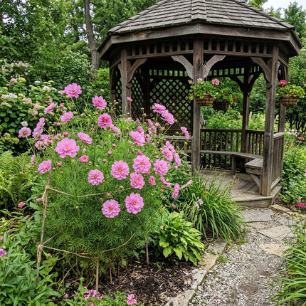 Beautiful 100 Cosmos Flower Seeds, Double Pink - Vibrant Floral Display, Easy to Grow, Beginner Friendly Planting