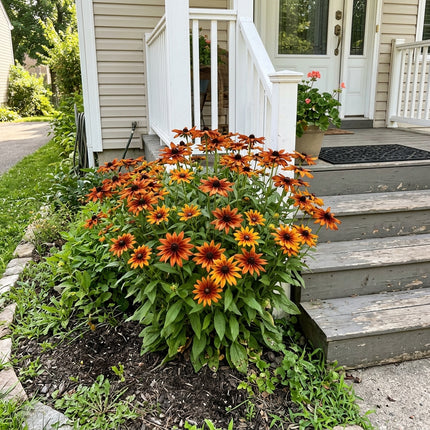 Striking 300 Black Eyed Susan Flower Seeds, Copper - Cut Flower Arrangements, Nature Inspired Landscape, Stunning Yard Decor