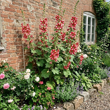 Fresh 100 Striped Hollyhock Seeds for Home Gardening - Vibrant Floral Display, Beginner Friendly Planting, Outdoor Patio Decor